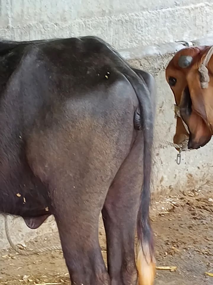 Jafarabadi Buffalo in  MAHARASHTRA