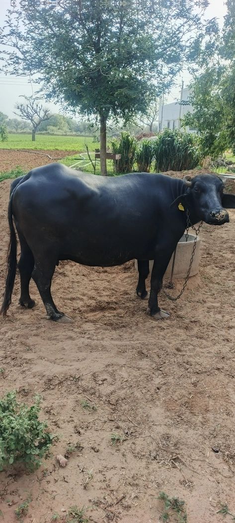 Murrah Buffalo M4466 in RAJASTHAN