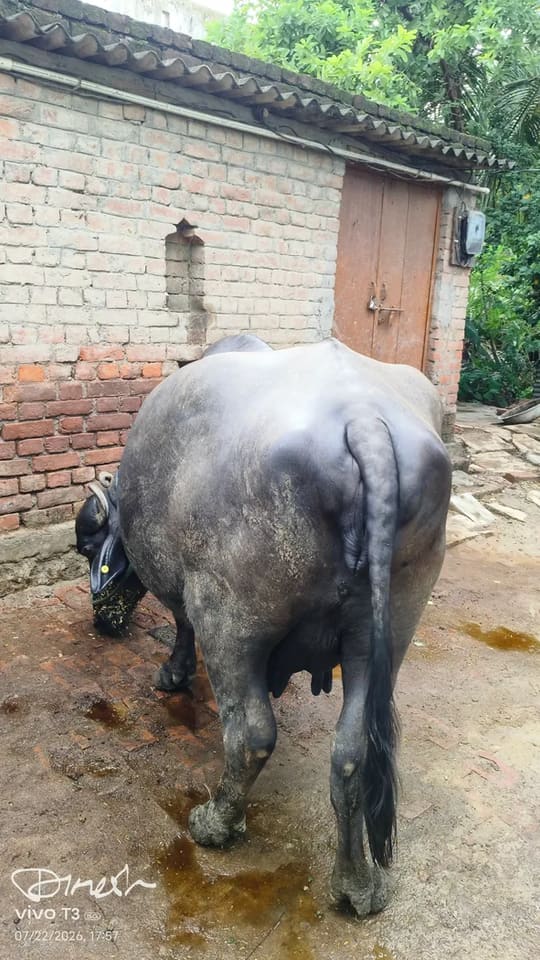 Murrah Buffalo in  UTTAR PRADESH