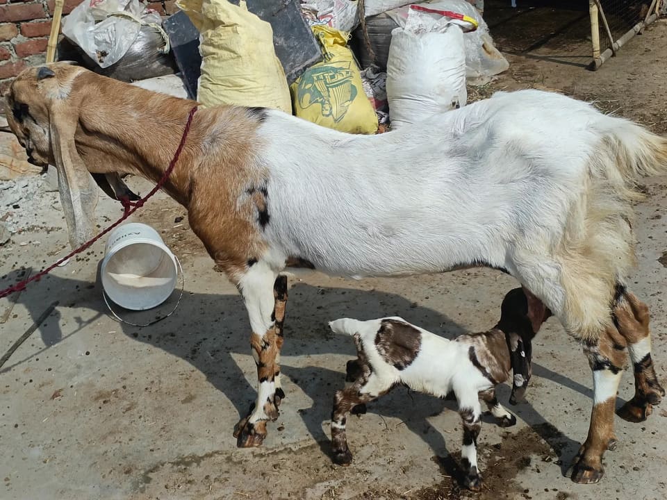 Others Goat in  RAJASTHAN
