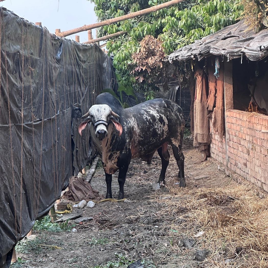 Gir Cow G1736, District:  KOLKATA, State:  WEST BENGAL