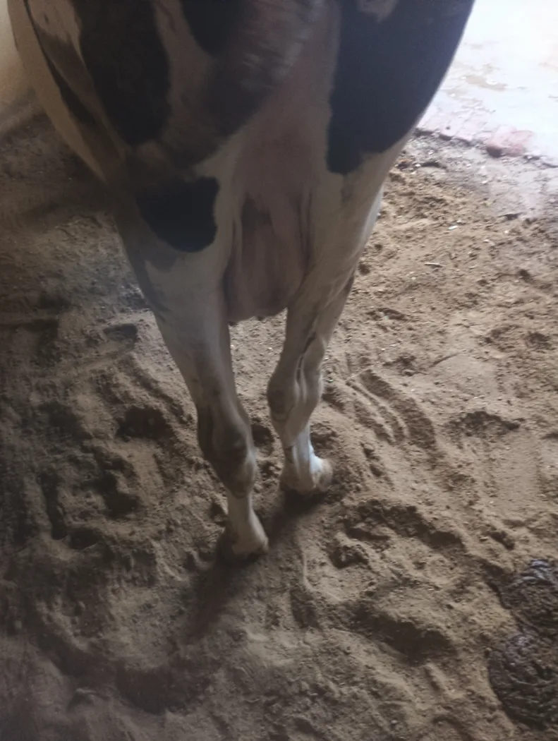HF Cow in  UTTAR PRADESH