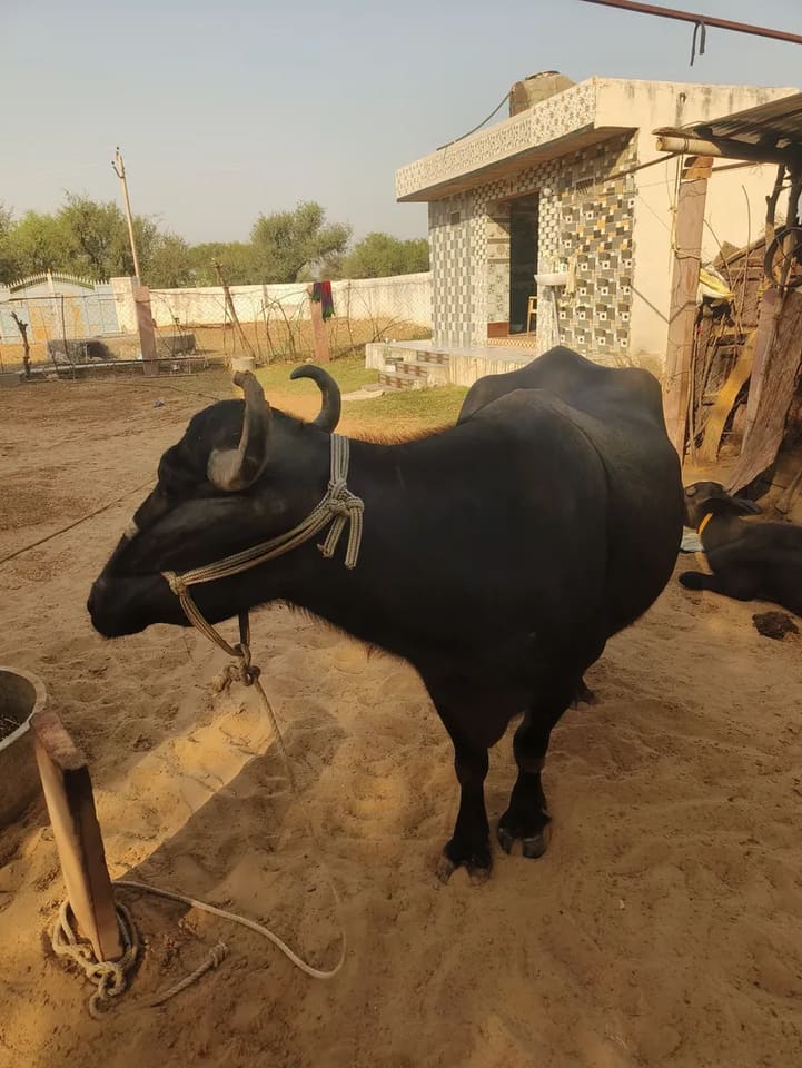 Jafarabadi Buffalo J0505 in  RAJASTHAN