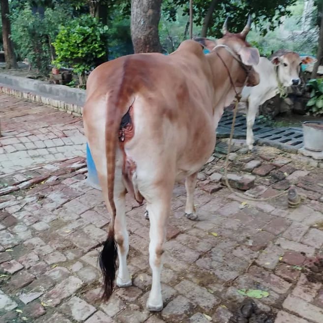 Sahiwal Cow in  UTTAR PRADESH