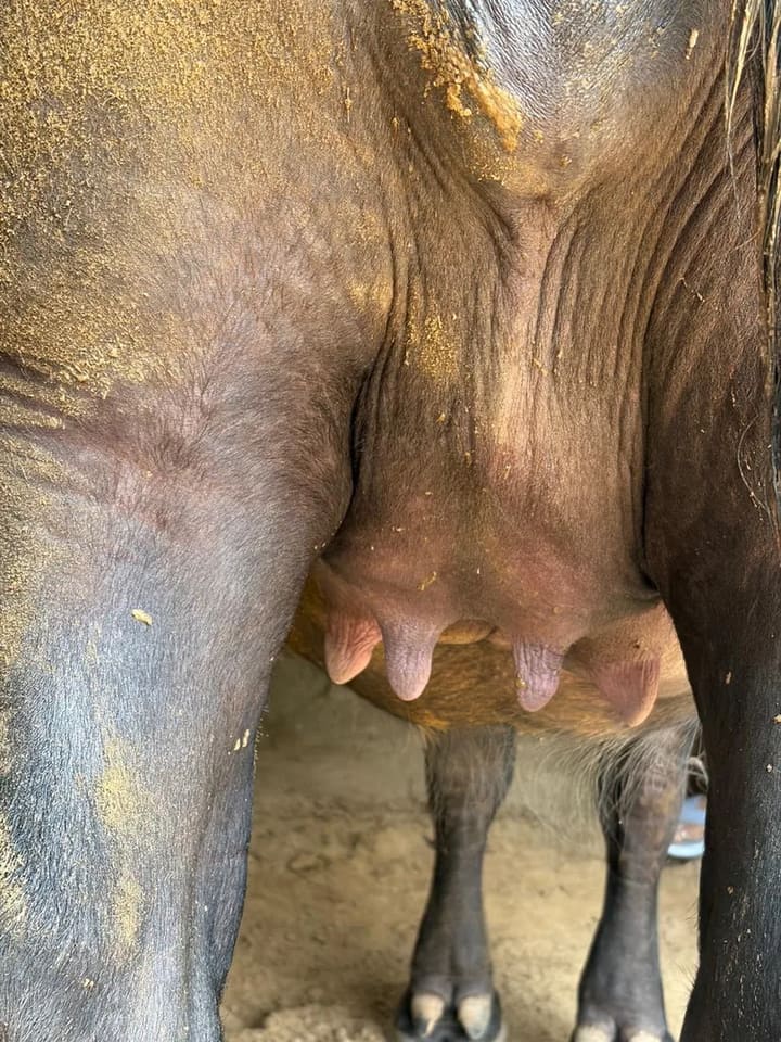 Murrah Buffalo in  HARYANA