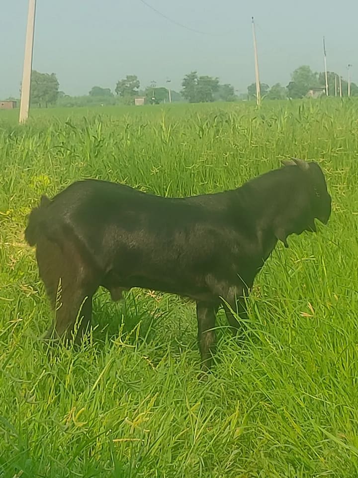 Beetal Goat in  PUNJAB