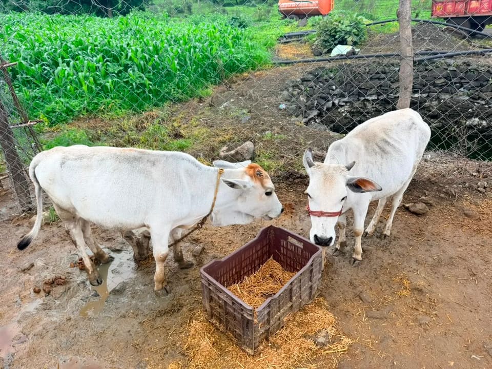 Punganur  Cow in  MAHARASHTRA