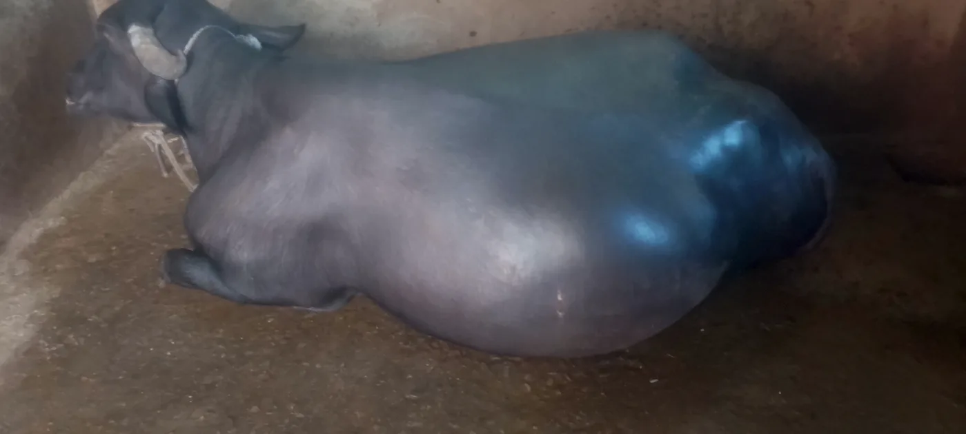 Murrah Buffalo M4610 in  UTTAR PRADESH