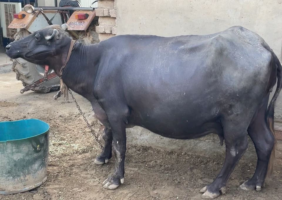 Other Buffalo O0503 in  RAJASTHAN