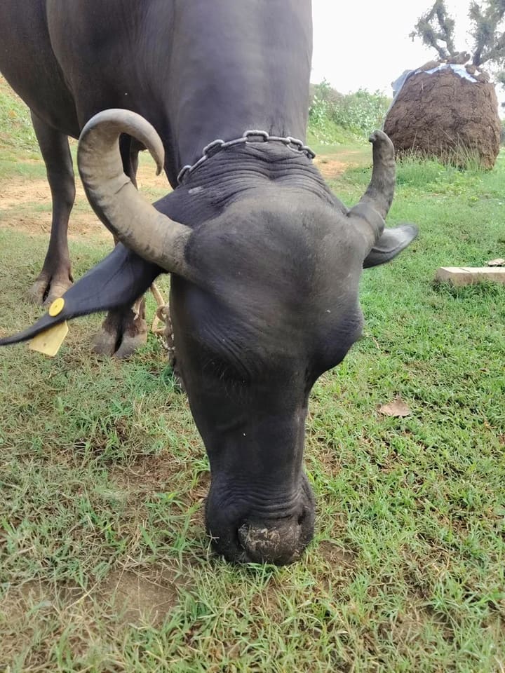 Others Buffalo in  RAJASTHAN
