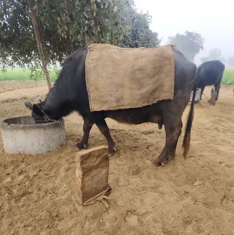 Murrah Buffalo M3858, Lactation: 3, MilkPerDay: 12Litres, District:  HANUMANGARH, State:  RAJASTHAN
