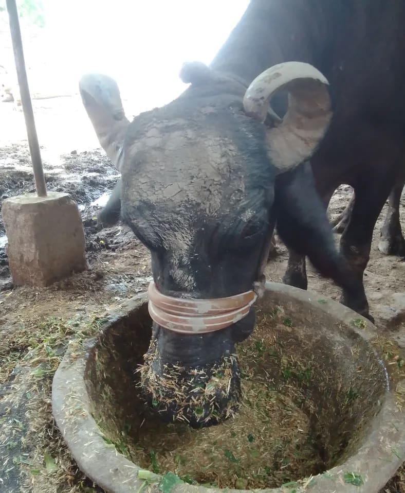 Murrah Buffalo in  UTTAR PRADESH