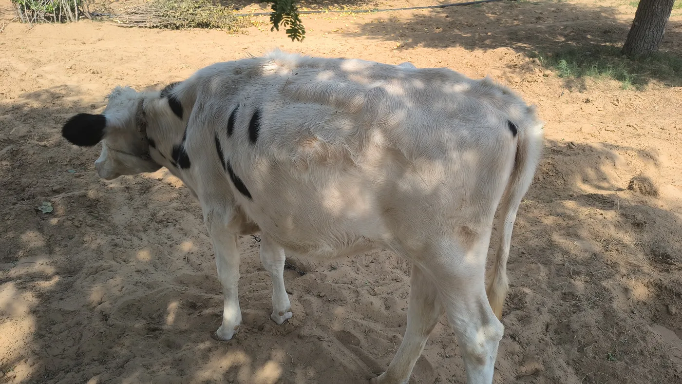 HF Heifer Cow H3413 in  RAJASTHAN