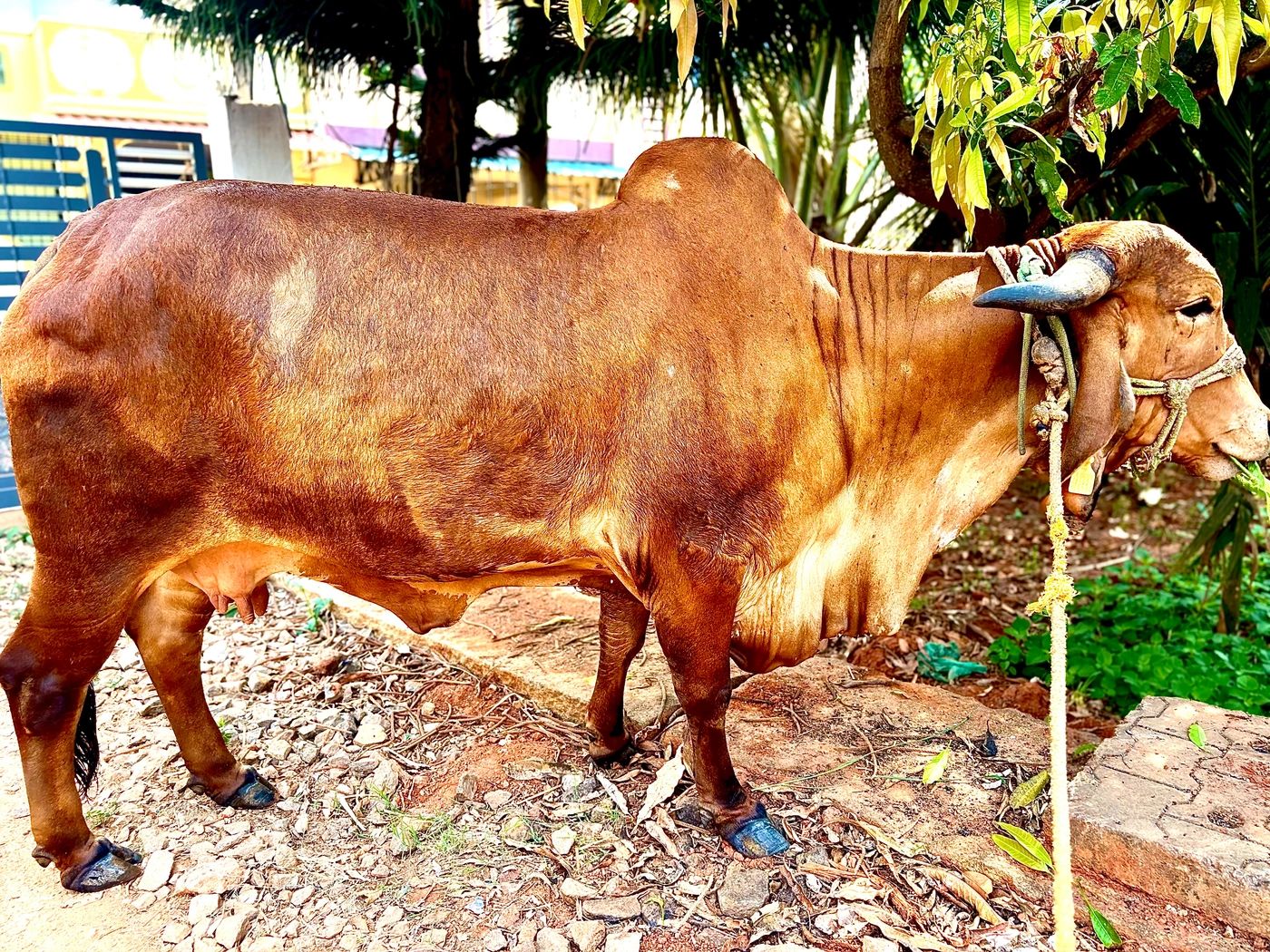 Gir Cow G1833, Lactation: 3, MilkPerDay: 6Litres, Pregnant: 7 Months, District:  BENGALURU URBAN, State:  KARNATAKA