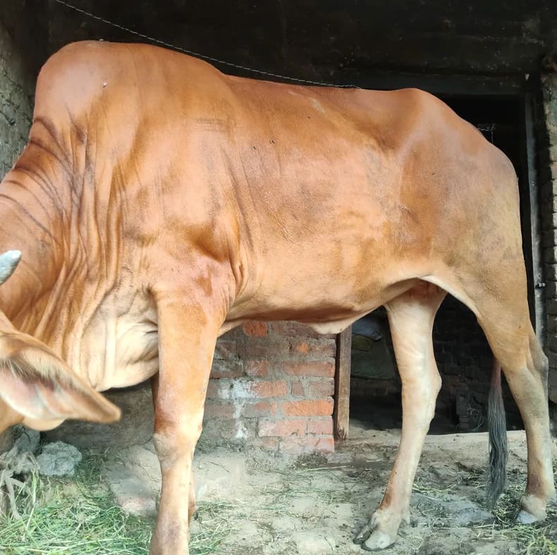 Sahiwal Heifer Cow S1843 in  UTTAR PRADESH