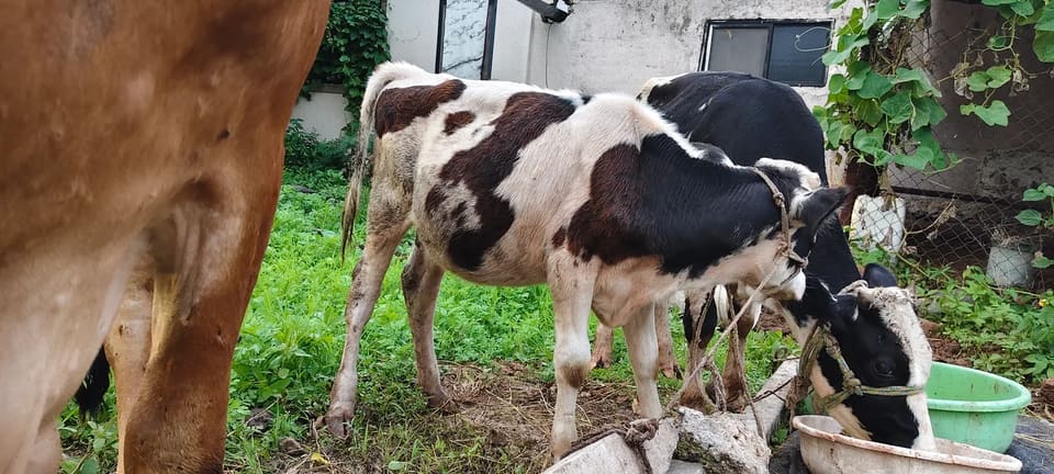 HF Heifer Cow H3063 in  MAHARASHTRA