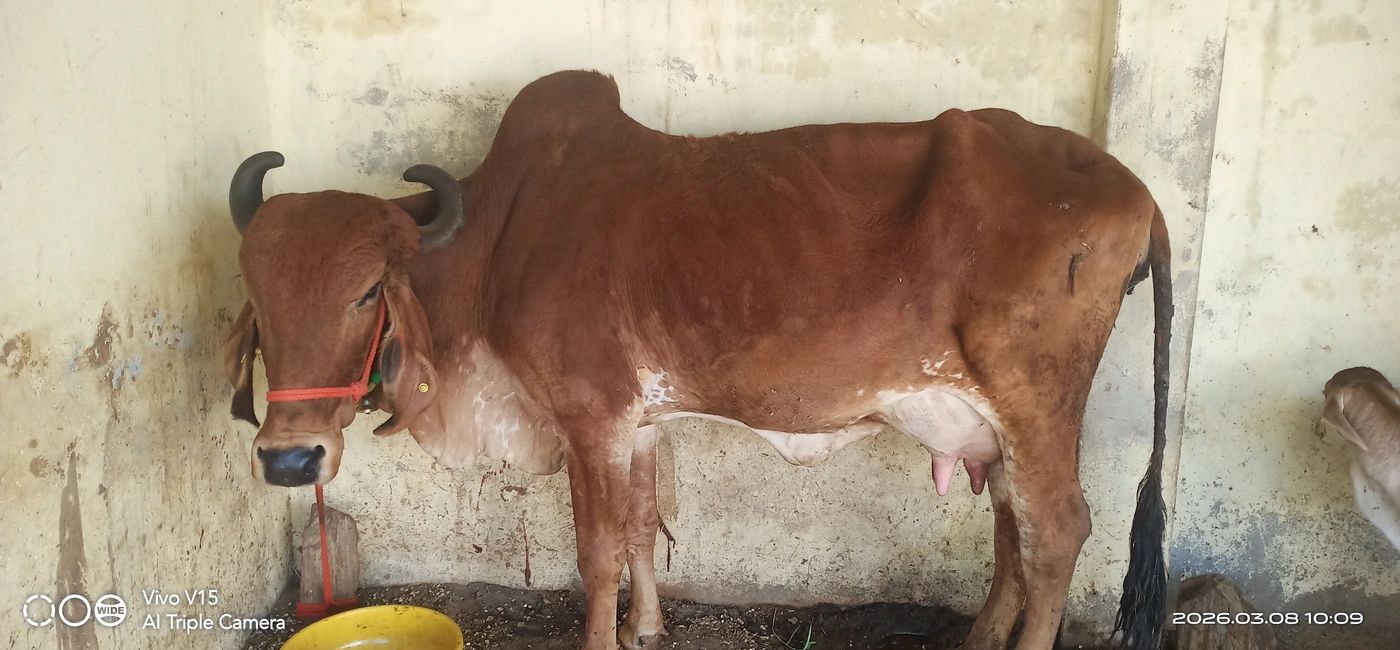 Gir Cow G1756, MilkPerDay: 10Litres, District:  DAUSA, State:  RAJASTHAN