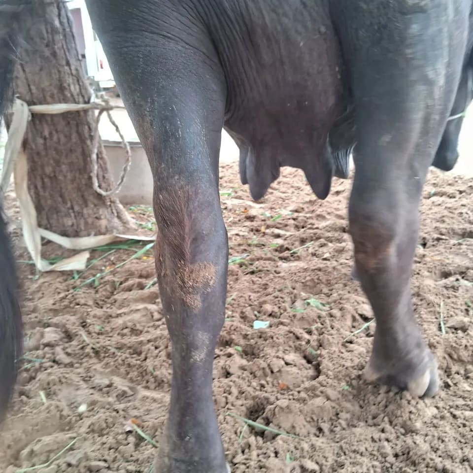 Murrah Buffalo in  RAJASTHAN