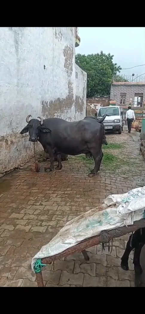 Surti Buffalo in  RAJASTHAN