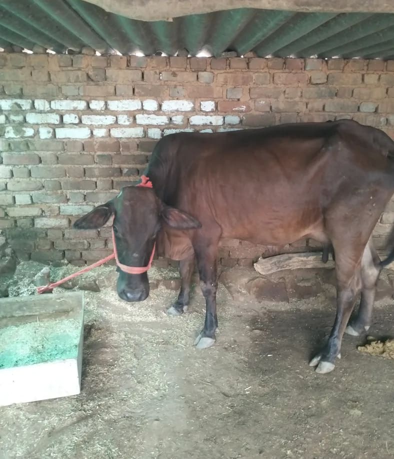 Sahiwal Heifer Cow S1814 in  MADHYA PRADESH