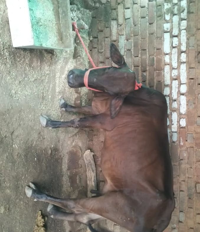 Sahiwal Cow in  MADHYA PRADESH