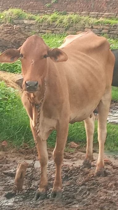 Gir Cow in  UTTAR PRADESH