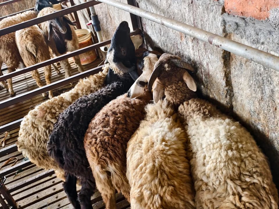 Bannur Sheep in  KARNATAKA