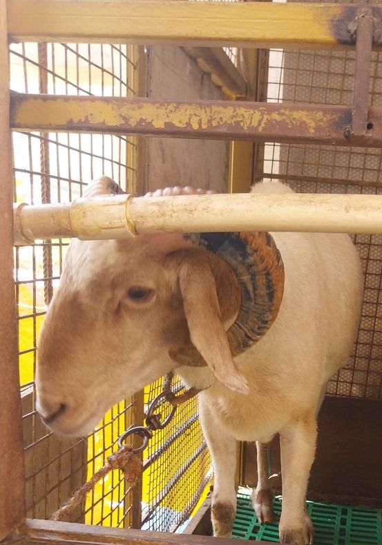Coimbatore  Sheep C0143, District:  BENGALURU URBAN, State:  KARNATAKA
