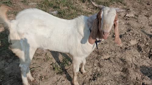 Gujri Goat G0205 in  UTTAR PRADESH