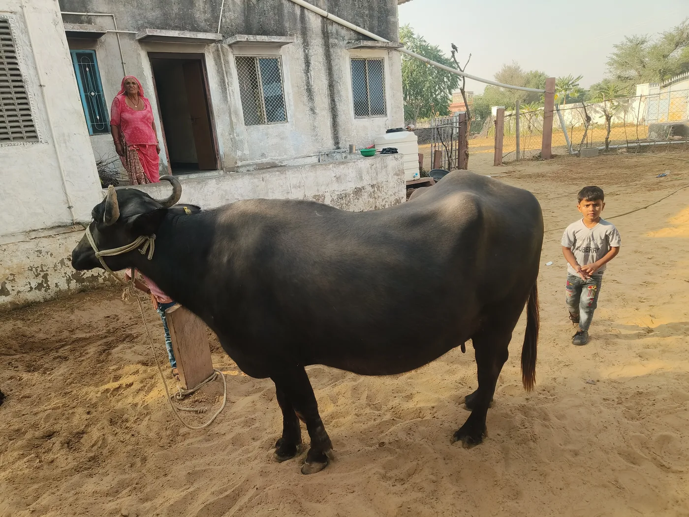 Jafarabadi Buffalo J0505 in  RAJASTHAN
