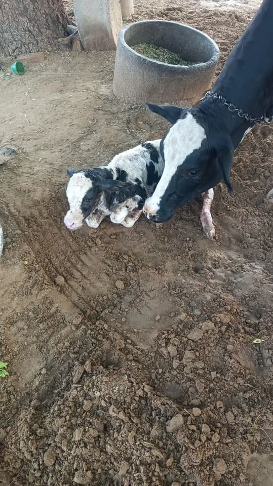 HF Cow in  RAJASTHAN