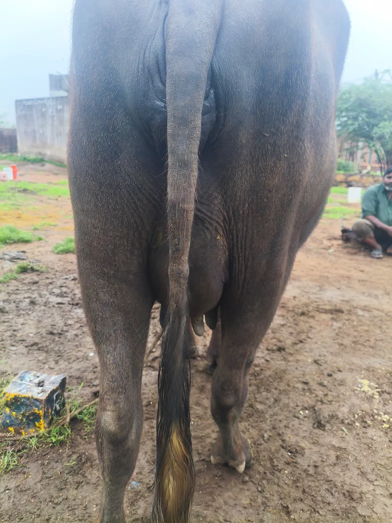 Others Buffalo in  TELANGANA