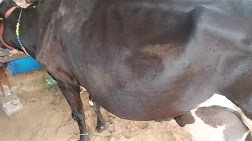 HF Cow H3085 in  RAJASTHAN