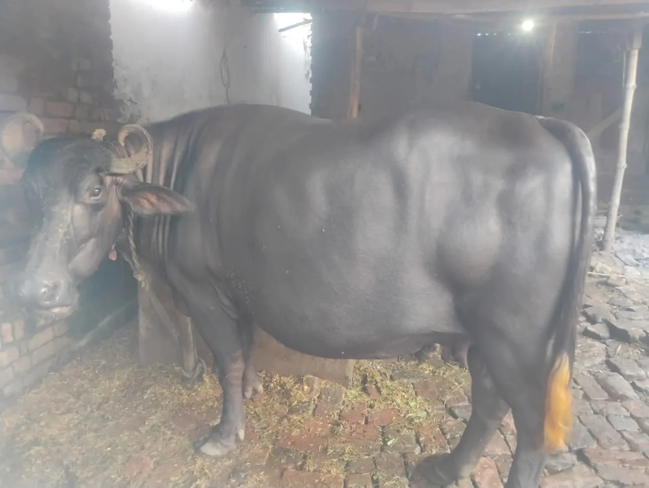 Nili Buffalo in  UTTAR PRADESH