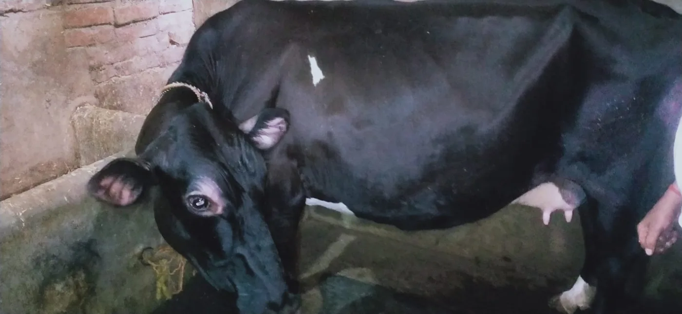Jersey Cow in  UTTAR PRADESH