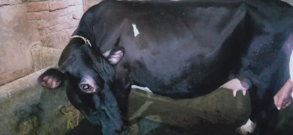 Jersey Cow in  UTTAR PRADESH