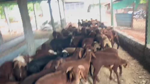 Sindhanoor Sheep S0207 in  KARNATAKA