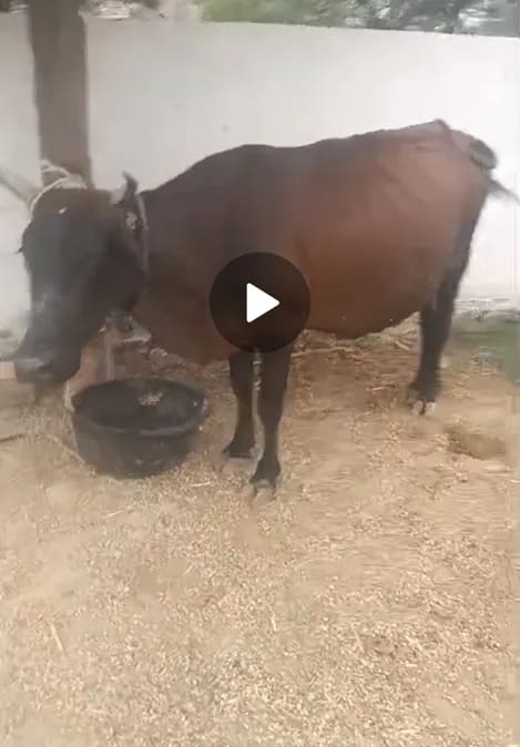 Kapila Cow K0263 in  RAJASTHAN