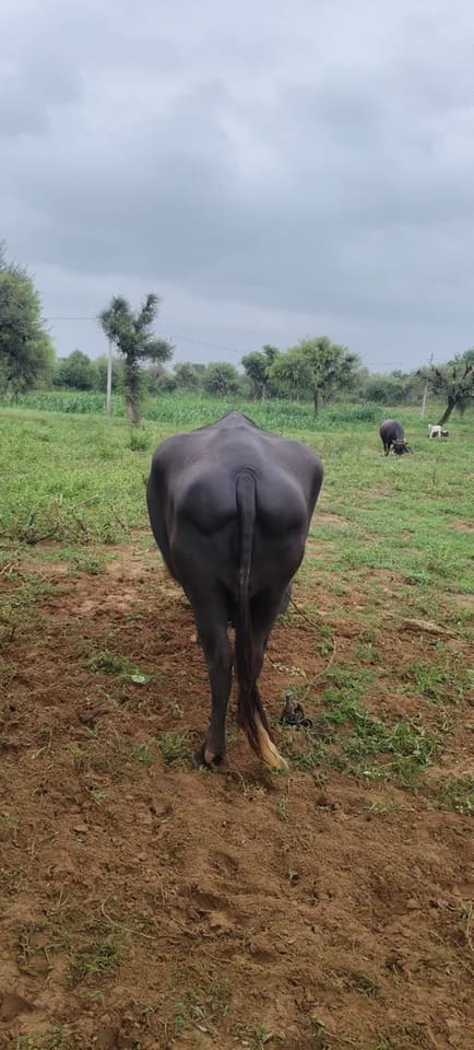 Murrah Buffalo in  RAJASTHAN