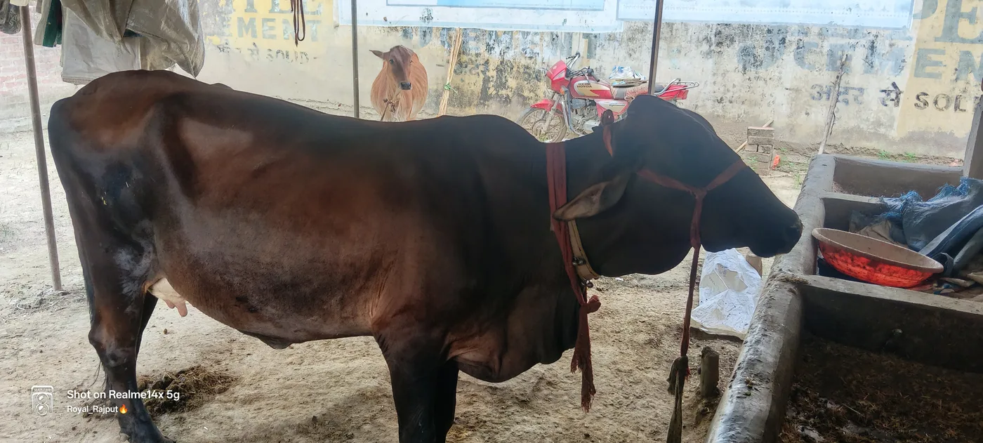 Sahiwal Heifer Cow S1947 in  UTTAR PRADESH