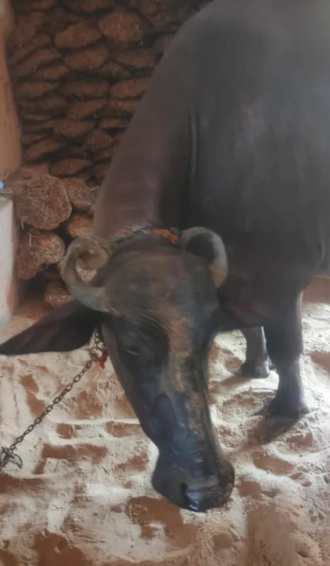 Others Buffalo in  HARYANA
