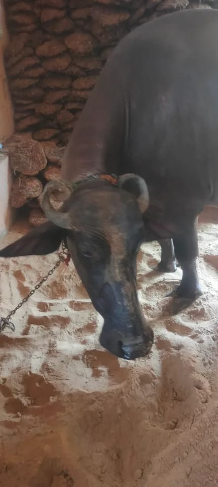 Others Buffalo in  HARYANA