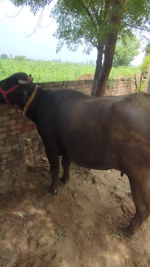 Murrah Buffalo M4681 in  PUNJAB