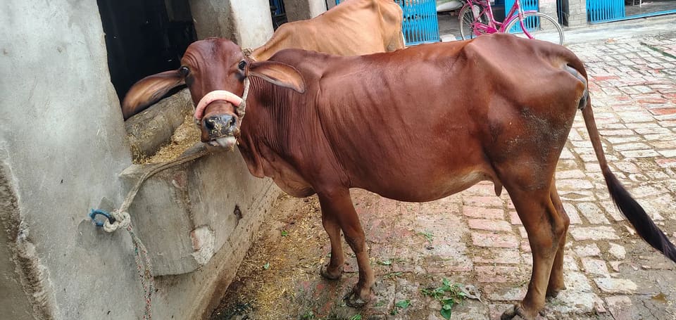 Gir Cow in  UTTAR PRADESH