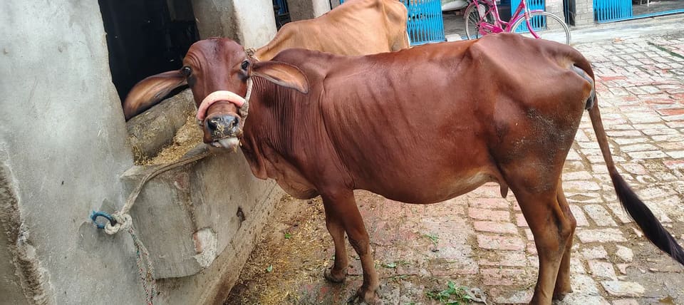 Gir Cow G2034 in  UTTAR PRADESH
