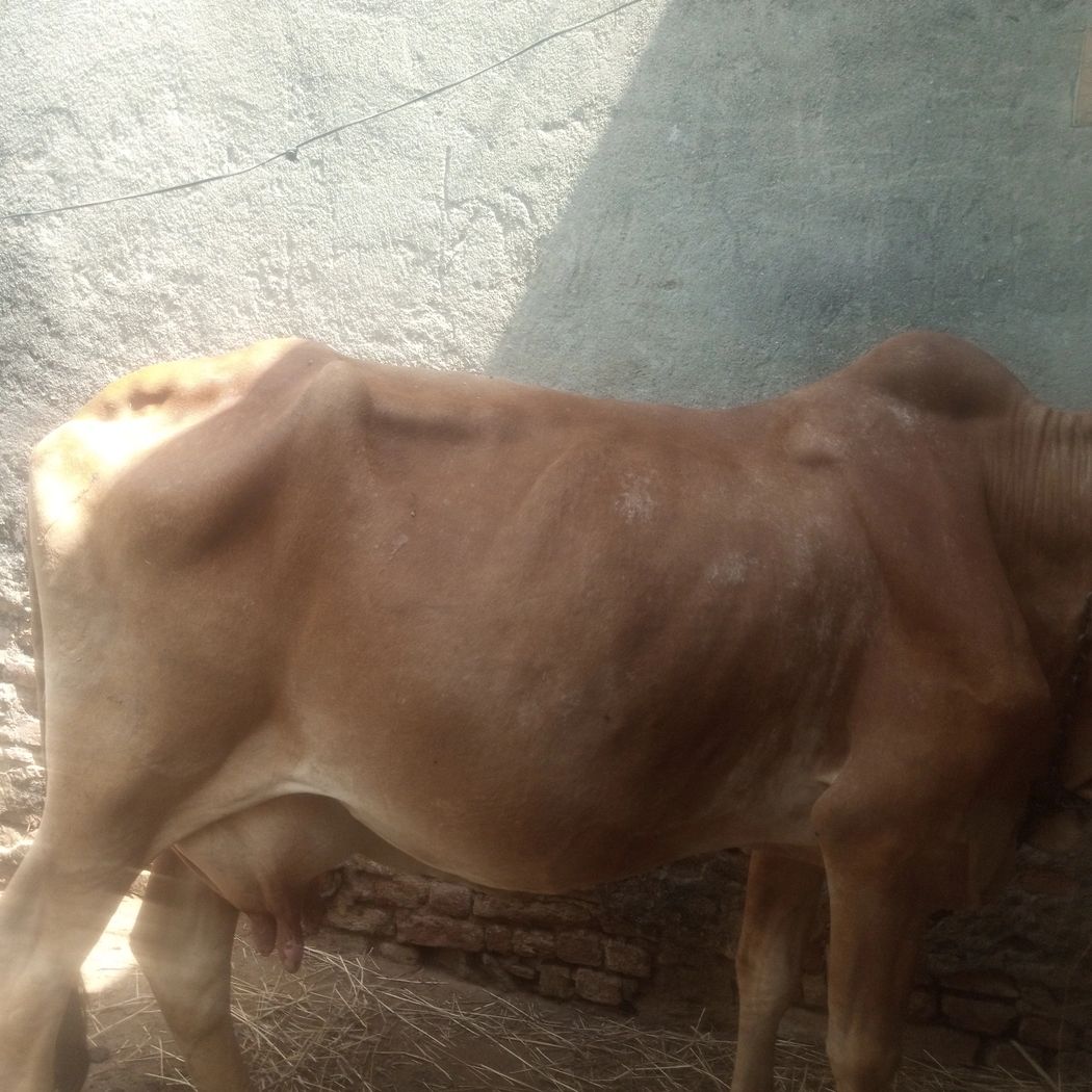 Gir Cow G1892, Lactation: 1, MilkPerDay: 10Litres, Pregnant: 9 Months, District:  UDAIPUR, State:  RAJASTHAN