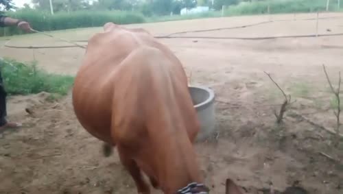 Jersey Cow J1487 in  RAJASTHAN