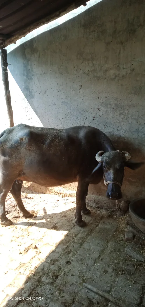 Desi Buffalo O0813 in  UTTAR PRADESH