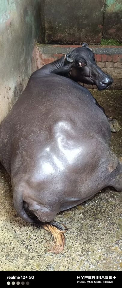 Murrah Buffalo in  UTTAR PRADESH