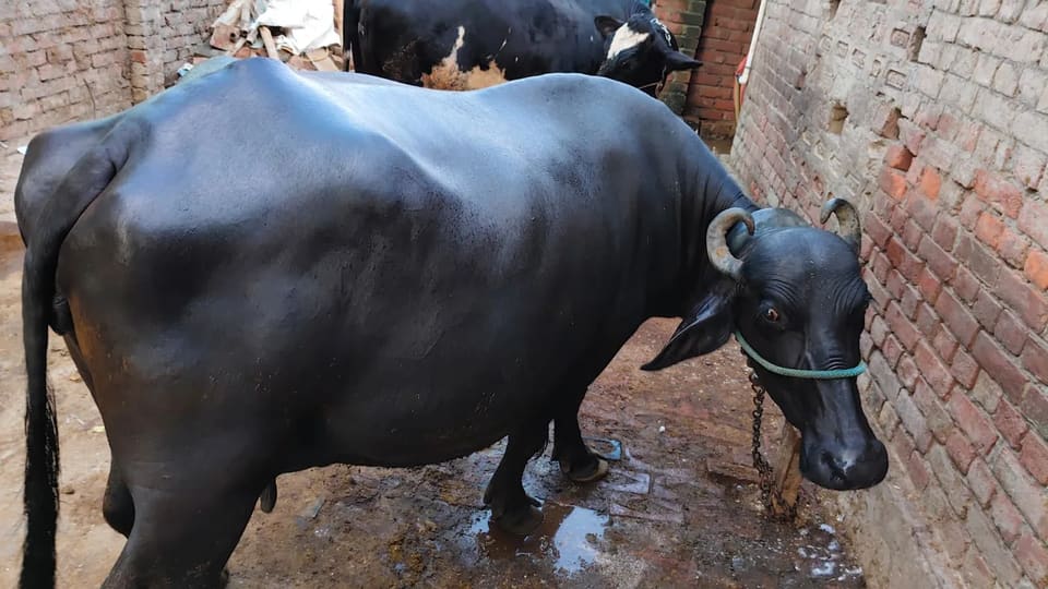 Murrah Buffalo in  UTTAR PRADESH